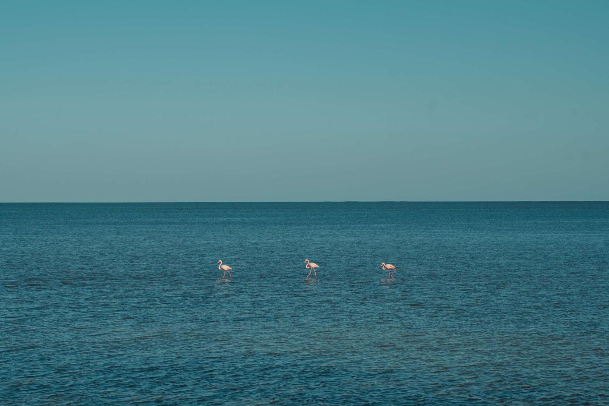 Radisson Blu Palace Resort & Thalasso, Djerba Mezraia Luaran gambar Flamingoes in the Gulf of Aqaba